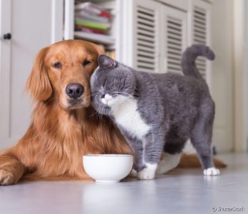 Cão e gato