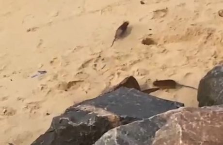 Ratos na praia de Ponta Negra