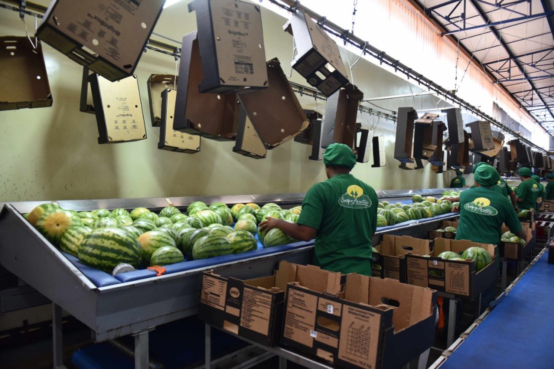 Exportação de frutas no RN