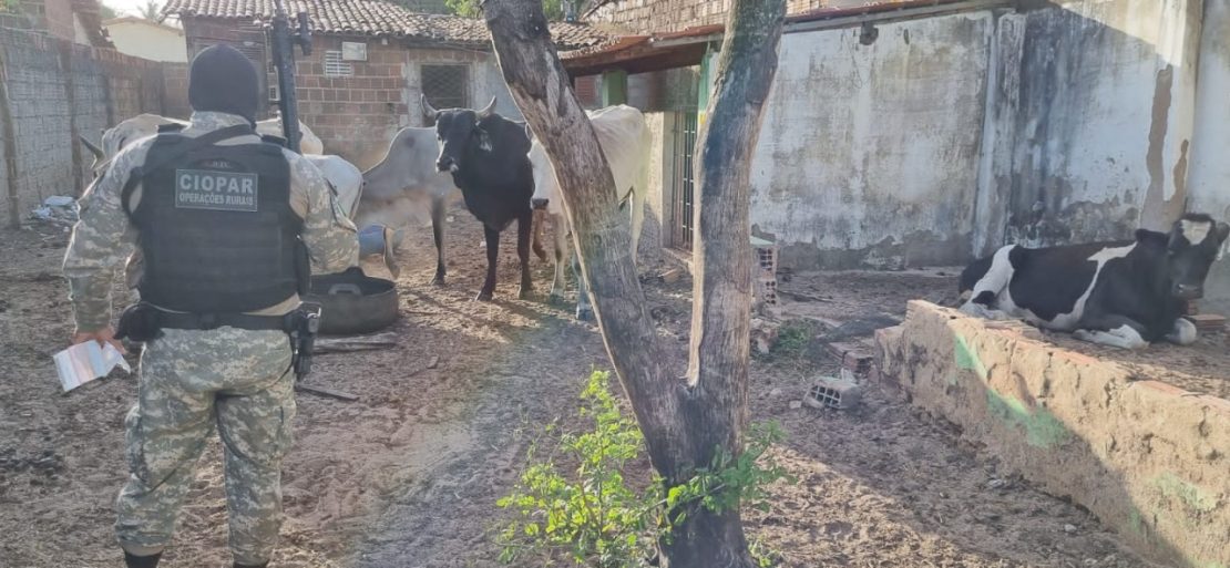 Polícia desarticula quadrilha