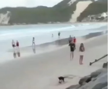 Gato caça rato em Ponta Negra