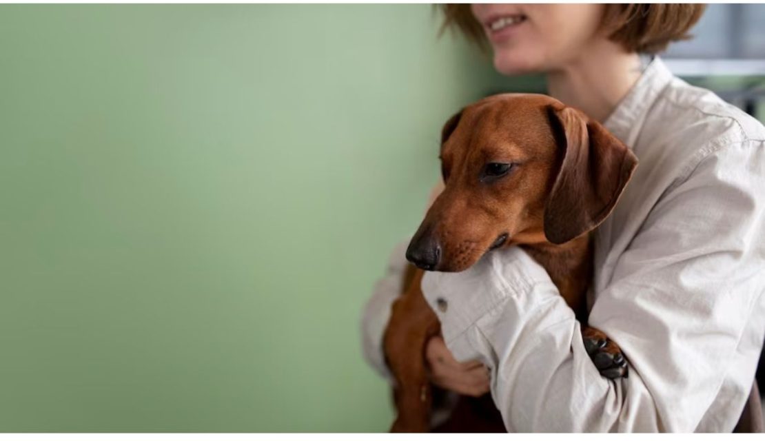 Cuidado com a saúde animal - Cães - Cachorro