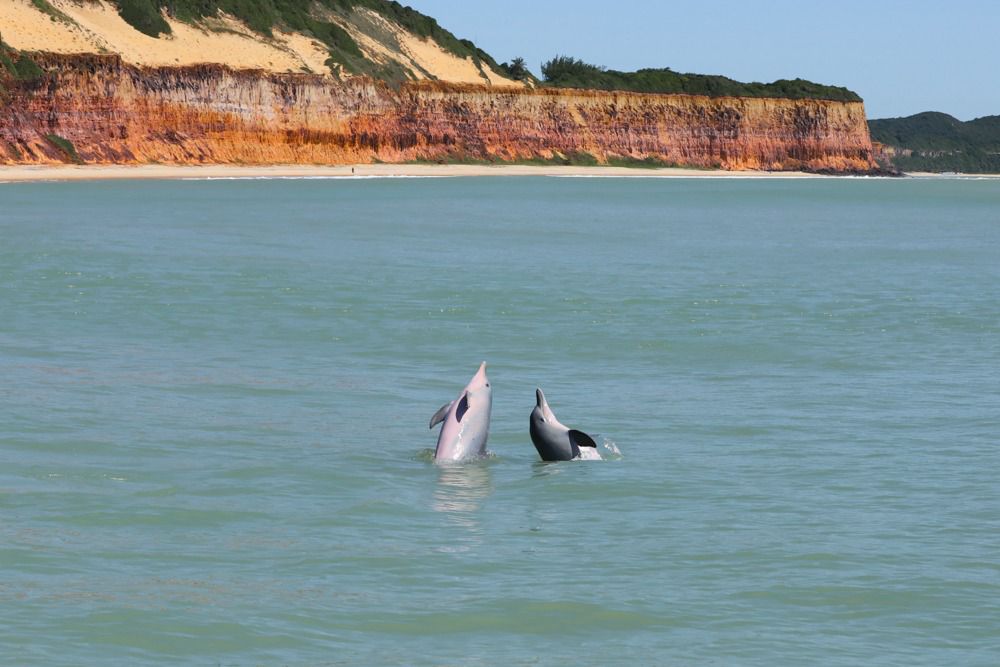 Baía dos Golfinhos