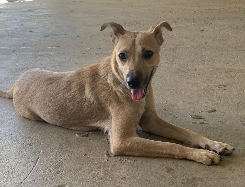 Instituições de proteção aos animais podem receber recursos mensais do Nota Potiguar