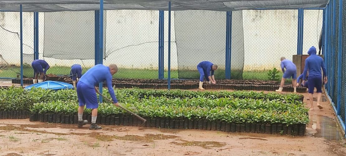 Internos do Sistema Penitenciário produzirão 165 mil mudas de cajueiro