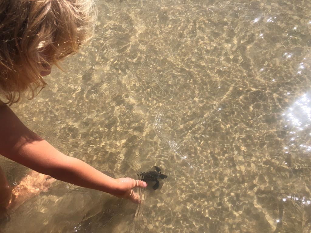 Soltura de filhotes de tartarugas acontece neste sábado na Praia de Búzios