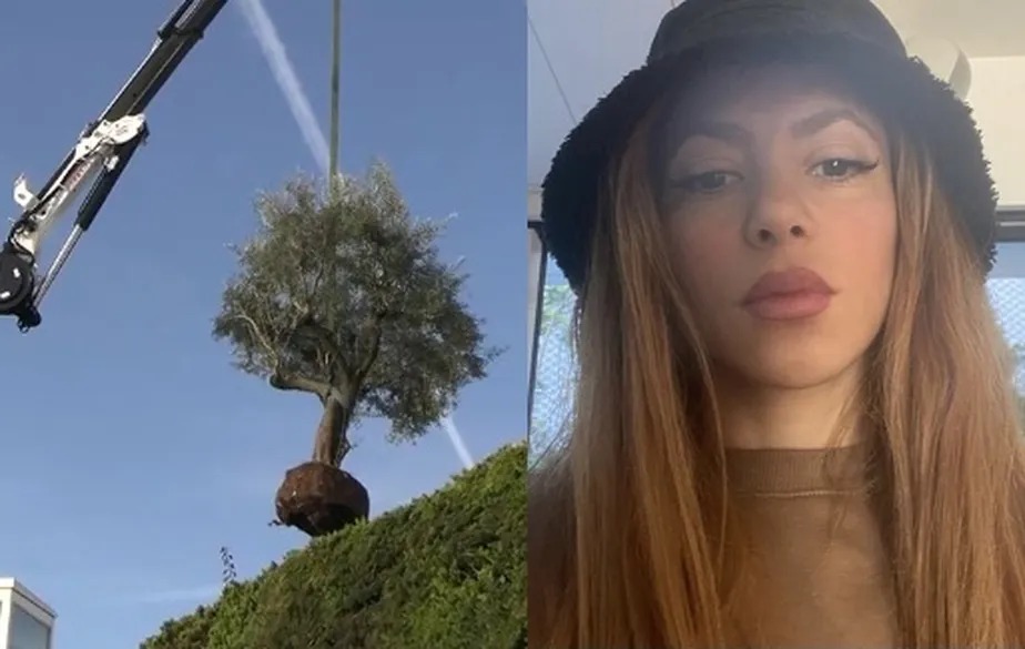 Porque Shakira mandou retirar uma árvore do quintal da ex-casa; entenda o motivo
