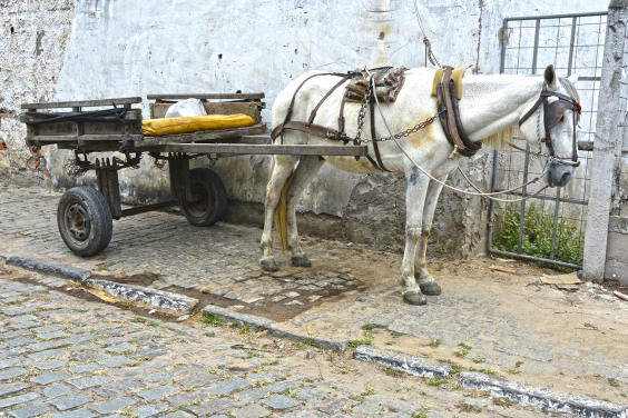 Lei sobre retirada de veículos de tração animal em Natal é alterada; entenda