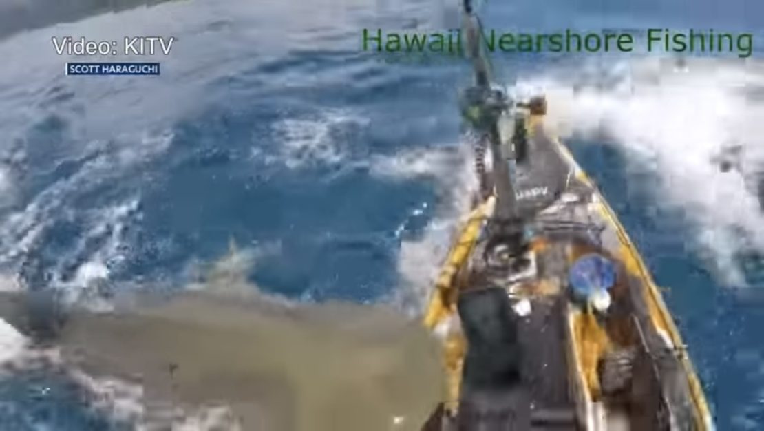 Pescador é atacado por tubarão-tigre no Havaí
