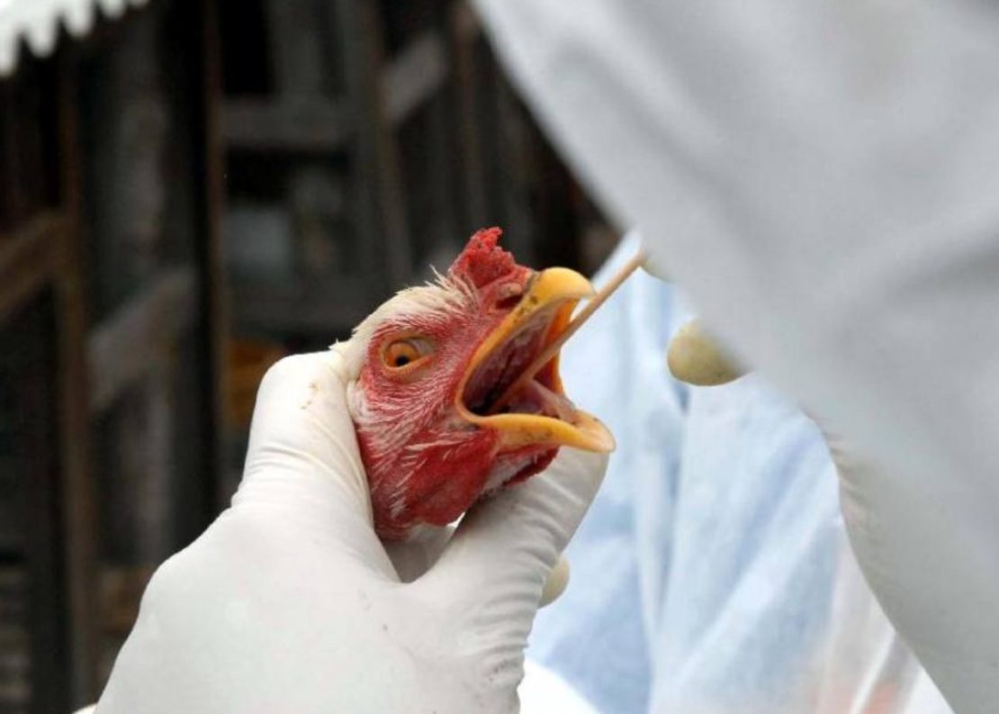 Casos de gripe aviária geraram portaria de emergência zoossanitária no País. Foto: Reprodução
