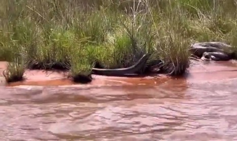 Vídeo de sucuri 'vomitando' cobra viva serão analisadas pelo Butantan