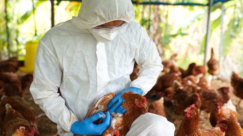 Ministério da Saúde apura suspeita de gripe aviária em humanos