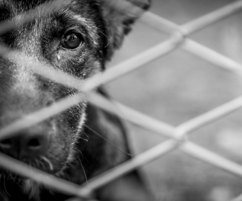 Homem é preso suspeito de matar cão com golpe de facão na Grande Natal