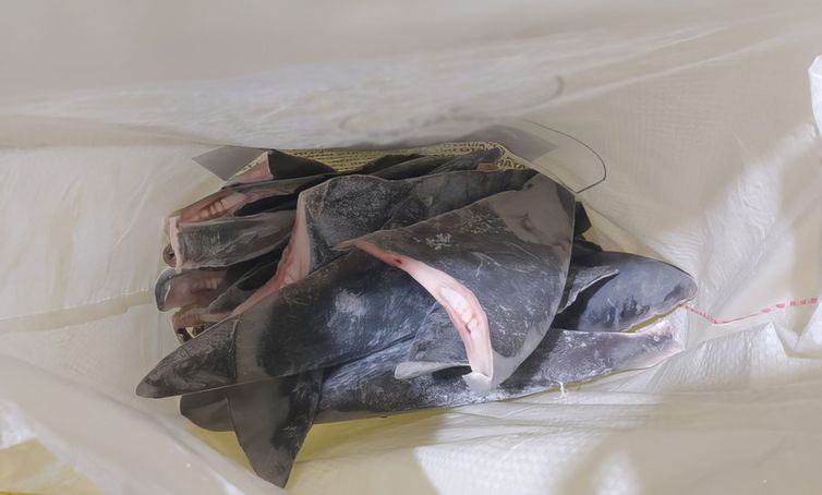 Ibama apreende 28,7 toneladas de barbatanas de tubarão