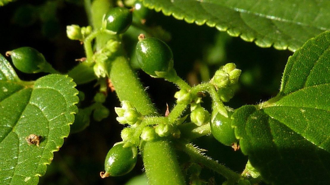 Descoberta de CBD em planta nativa brasileira pode facilitar uso medicinal da substância. Foto: Alex Popovkin/Wikipedia