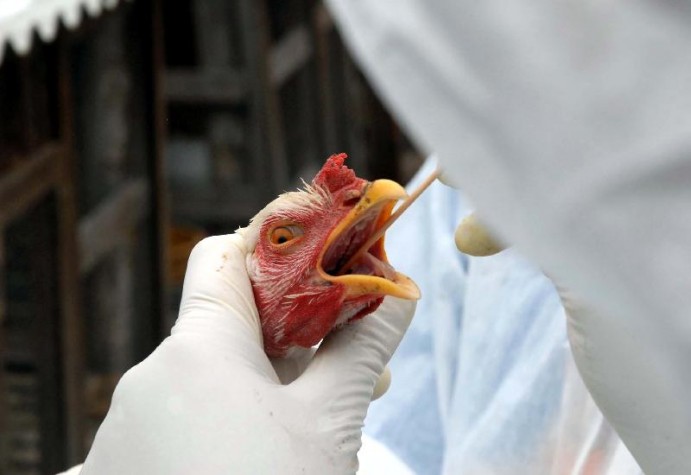 Gripe aviária: Pasta da Agricultura confirma suspensão de importação de frango de SC pelo Japão