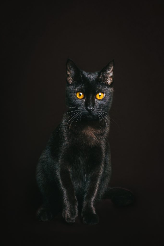 Como o nome sugere, Blackie, o gato mais rico do mundo, é preto. Foto: Cristiane Burckauser/Pexels