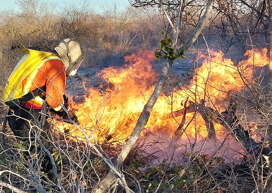 Corpo de Bombeiros já atendeu 281 ocorrências de incêndios em vegetação na Grande Natal. Foto: CBMRN