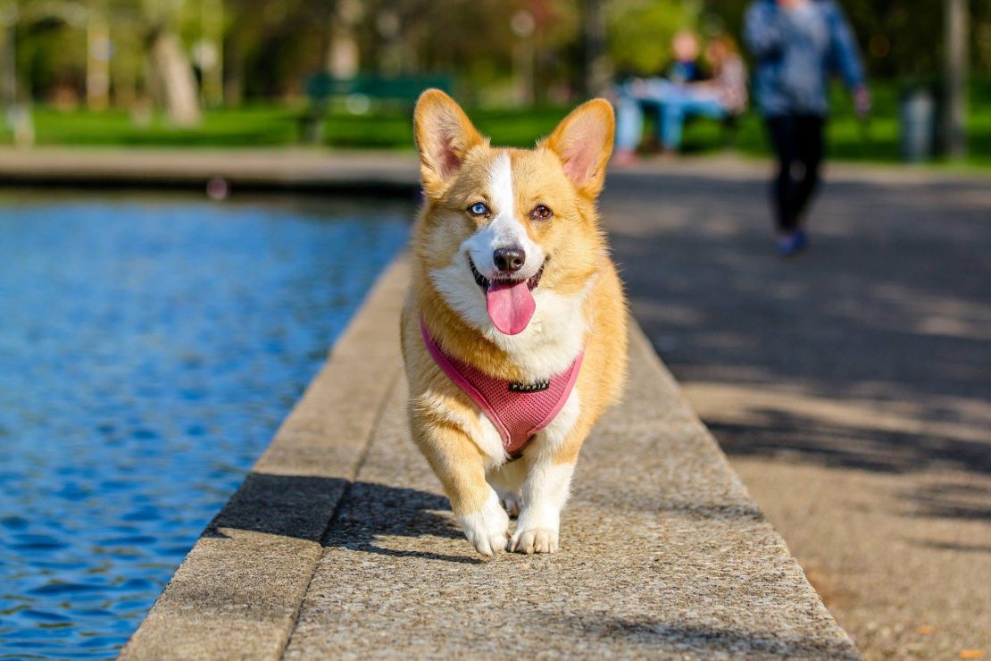 COm a lei fica assegurada a livre circulação de animais domésticos nos condomínios em Natal. Foto: Muhannad Alatawi/Pexels