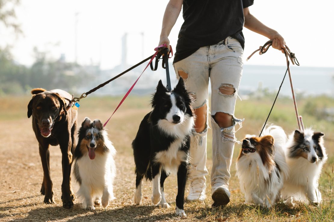 Programa Caminho Limpo prevê instalar em praças de Natal equipamentos com sacos para recolher fezes de pets. Foto: Blue Bird/Pexels