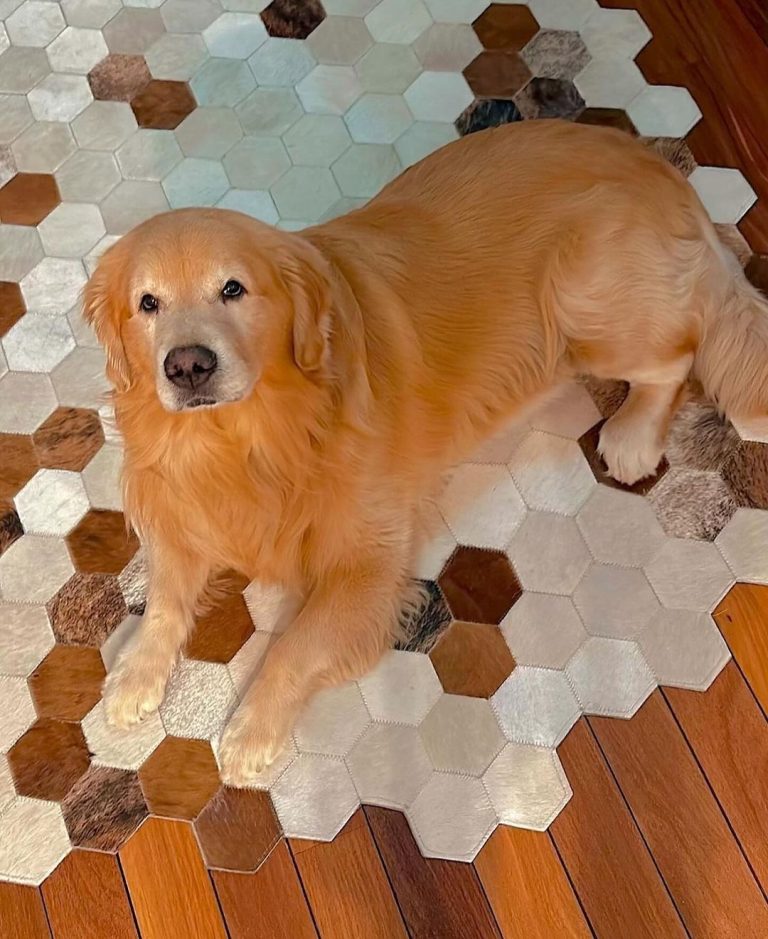 Morte do cão Joca ocorreu após erro que fez com que o cachorro fosse parar em Fortaleza (CE). Foto: Reprodução Instagram