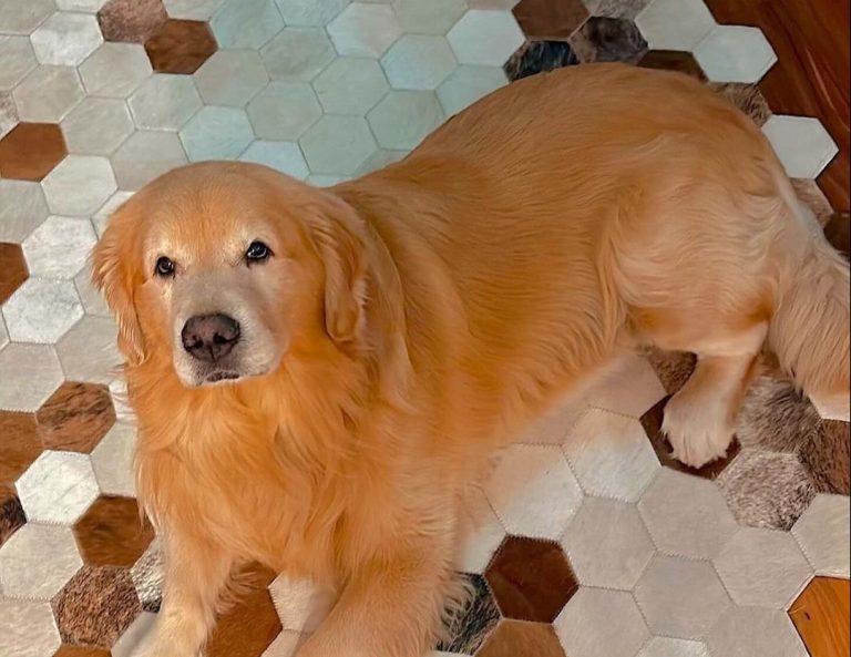 Morte do cão Joca ocorreu após erro que fez com que o cachorro fosse parar em Fortaleza (CE). Foto: Reprodução Instagram