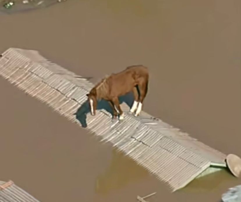 Cavalo Caramelo se tornou símbolo das enchentes no RS. Foto: Reprodução/TV Globo