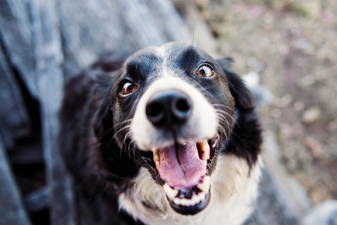 Leishmaniose visceral (Calazar) atinge humanos e animais, e, se não tratada, pode levar a óbito. Foto: Katloves Steve/Pexels