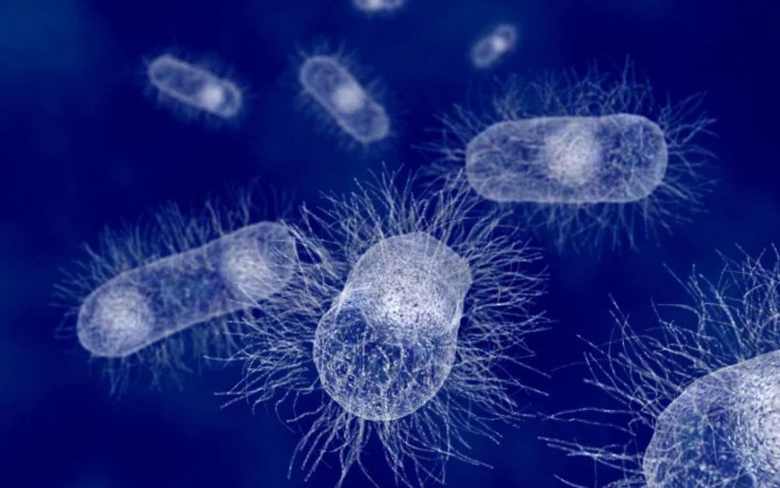 Doença diarreica aguda (DDA) é causa pela bactéria Escherichia coli. Foto: Reprodução