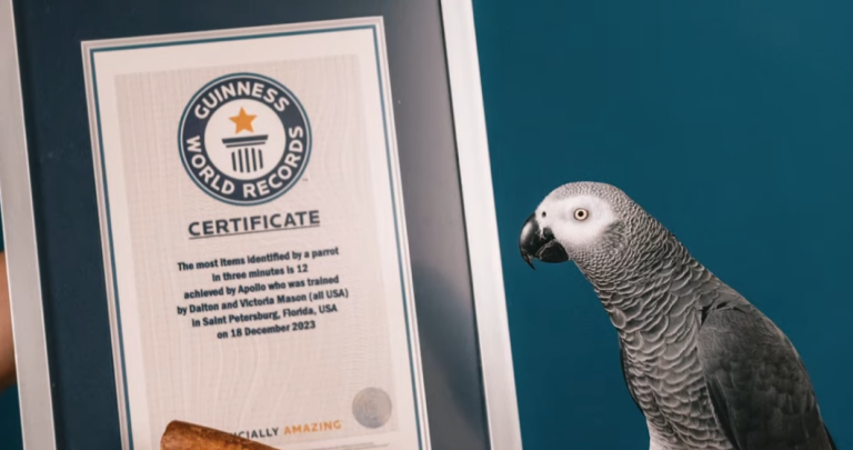 Apollo, um papagaio-cinzento africano, entrou para o Guinness World Records 2025 após identificar 12 objetos diferentes em apenas três minutos. Foto: Youtube/Guinness