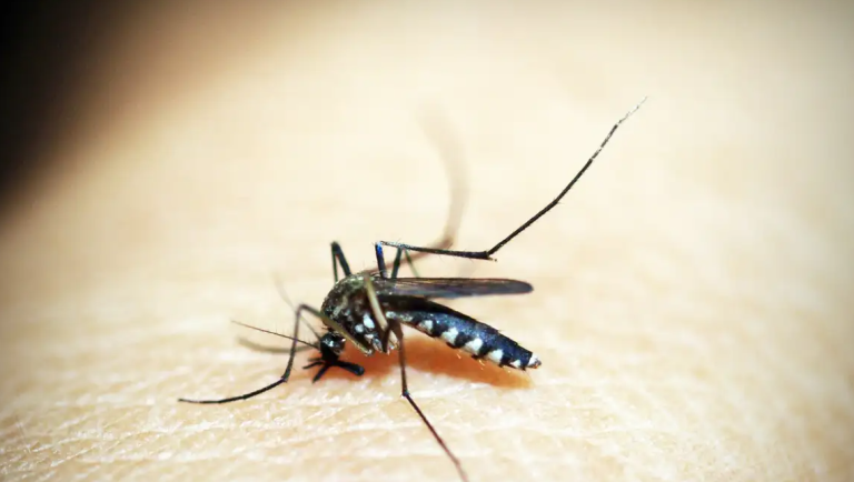 Mosquito é animal que mais mata no mundo. Foto: Pixabay