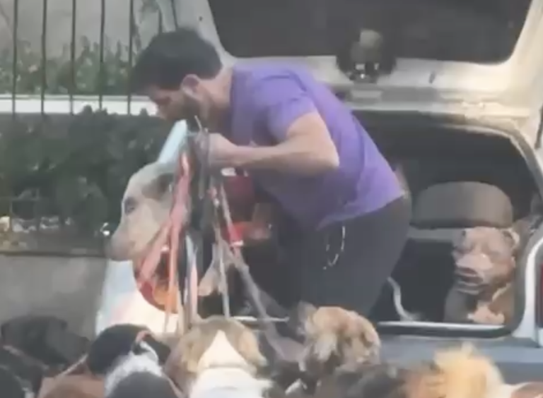 O porco que aparece no vídeo viral com cachorros é conhecido como Pig Pablo de Arrascaeta. Foto: Instagram