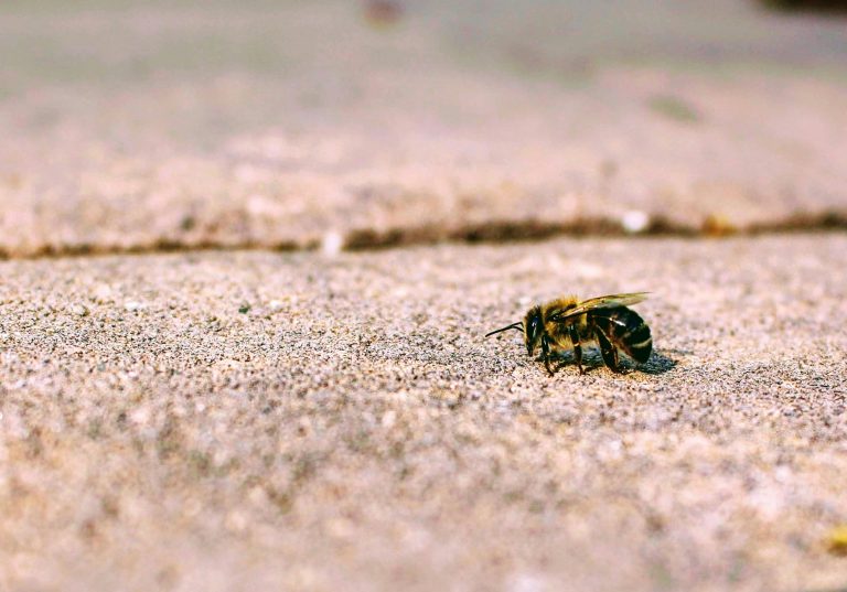 Os familiares tiraram o ferrão da abelha e passaram álcool no local da ferida, mas o menino começou a ficar roxo. Foto: Pexels