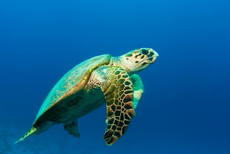 A tartaruga-de-pente, espécie em perigo de extinção, faz uso do litoral de São Miguel do Gostoso para reprodução. Foto: Projeto Tamar