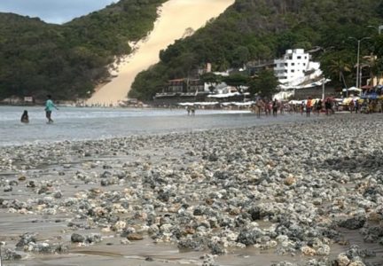 Rodolitos despertaram atenção e levantaram questionamentos sobre impacto ambiental da engorda de Ponta Negra. Foto: Redes Sociais