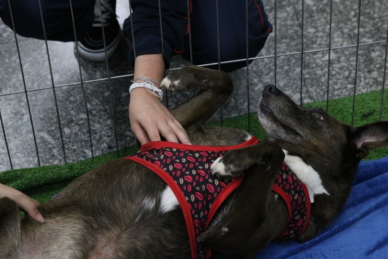 Projeto de Lei nào prevê importo sobre animais de estimação. Foto: Rovena Rosa/Agência Brasil