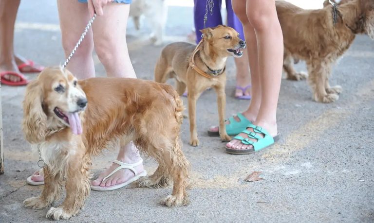 O novo cadastro para PETS deve conter RG, CPF e endereço do proprietário e dados sobre a procedência e características dos animais. Foto: Fábio Rodrigues Pozzebom/Agência Brasil