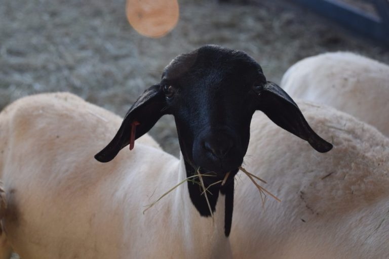 A Soinga foi criada pelo médico veterinário José Paz de Melo, a partir do cruzamento entre as raças Morada Nova, Bergamácia Brasileira e Somalis Brasileira. Foto: Opanes